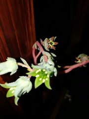 Echeveria heterosepala