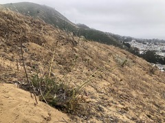 Acaena pinnatifida californica