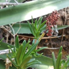 Sedum frutescens