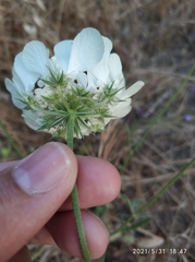 Apiaceae