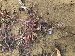 Chorizanthe cuspidata cuspidata