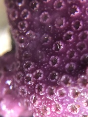 Stylantheca papillosa