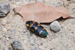 Temognatha regia