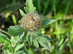 Psephellus daghestanicus