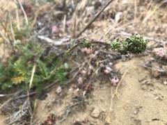 Acaena pinnatifida californica