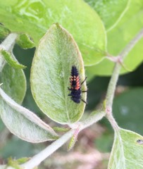 Harmonia axyridis