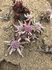 Chorizanthe cuspidata cuspidata