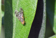 Tephritis matricariae