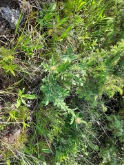 Psephellus daghestanicus