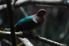 Chalcophaps longirostris