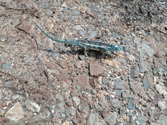 Chamaeleonidae