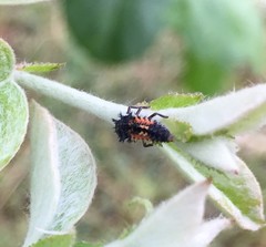 Harmonia axyridis