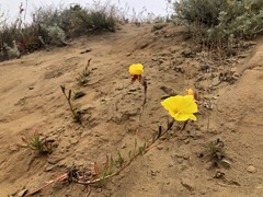 Oenothera elata hookeri