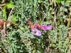 Astragalus buschiorum