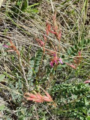 Astragalus buschiorum