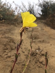 Oenothera elata hookeri