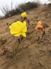 Oenothera elata hookeri