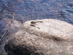 Ophiogomphus rupinsulensis