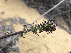 Acaena pinnatifida californica