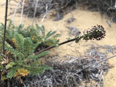Acaena pinnatifida californica