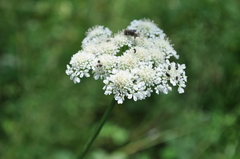 Oenanthe pimpinelloides