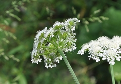 Oenanthe pimpinelloides
