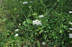 Oenanthe pimpinelloides