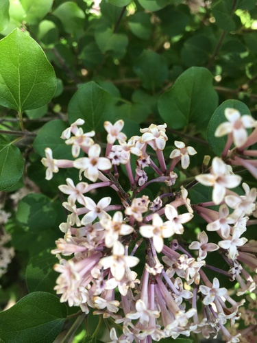 Syringa meyeri iNat (2)