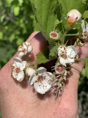 Crataegus submollis