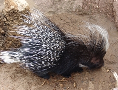 Crested Porcupine photo 4