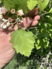 Crataegus submollis