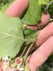 Crataegus submollis