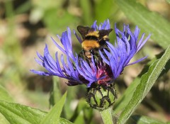 Bombus borealis