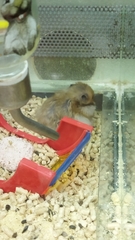 Mesocricetus auratus