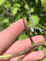 Crataegus submollis