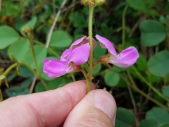 Tephrosia potosina