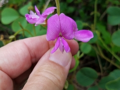 Tephrosia potosina