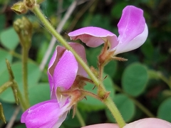 Tephrosia potosina