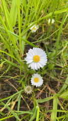 Bellis perennis