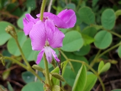 Tephrosia potosina