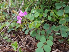 Tephrosia potosina
