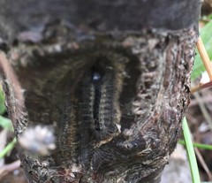 Animalia