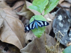 Agyrta