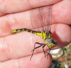 Hylogomphus parvidens