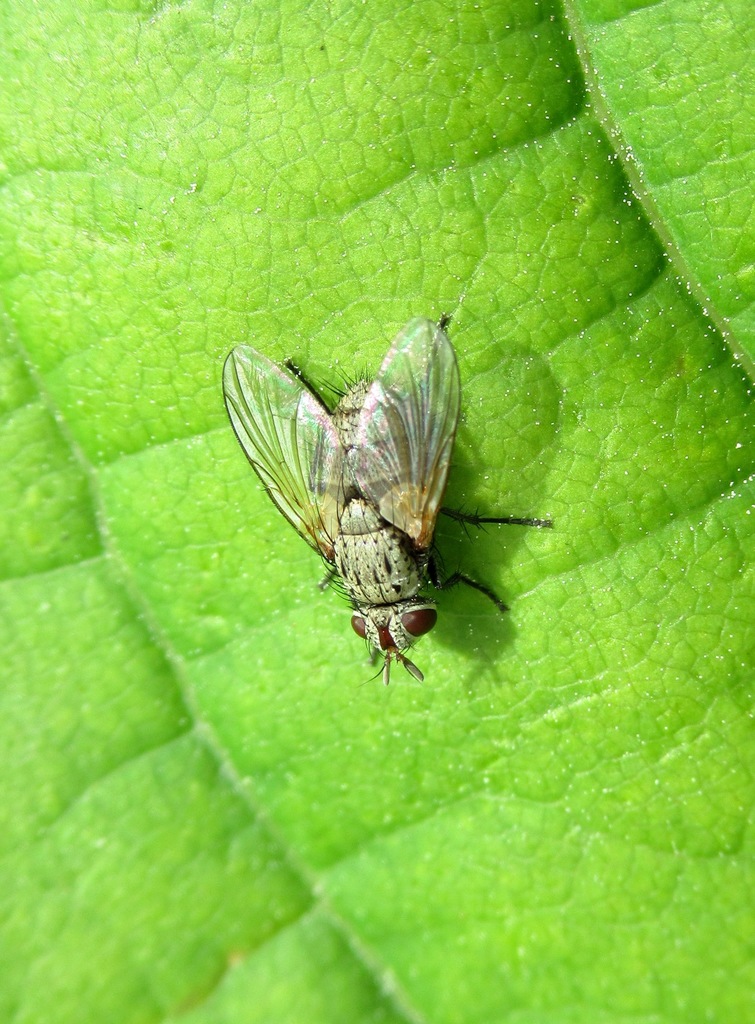Erythrocera