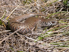 Cyclodomorphus praealtus