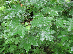 Acer pictum