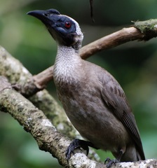 Philemon buceroides
