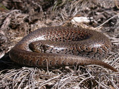 Cyclodomorphus praealtus