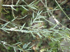 Fellhanera bouteillei